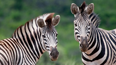 Exploring East Africa and Madagascar: Wildlife and Wonders